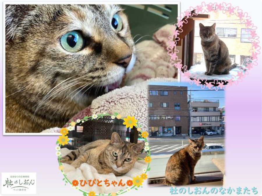 猫のひびとちゃん