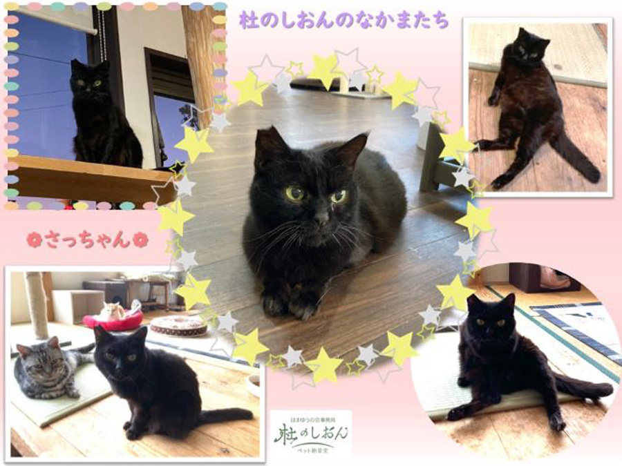 猫のさっちゃん
