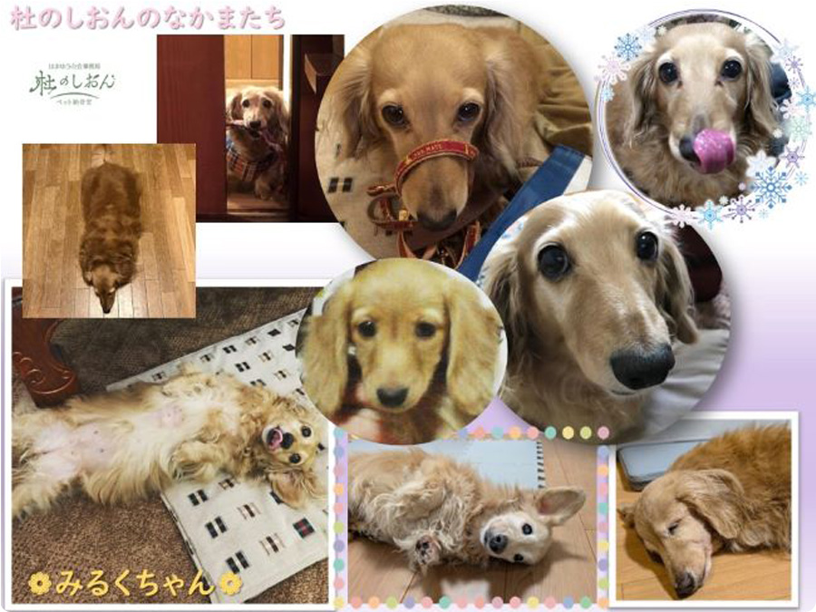 M・ダックスのみるくちゃん