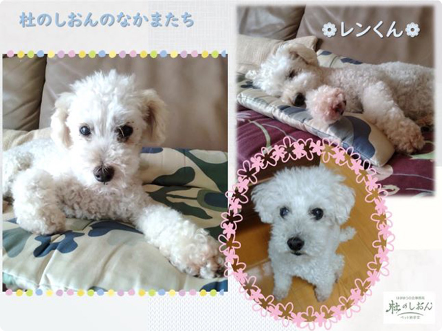 トイプードルのレンくん