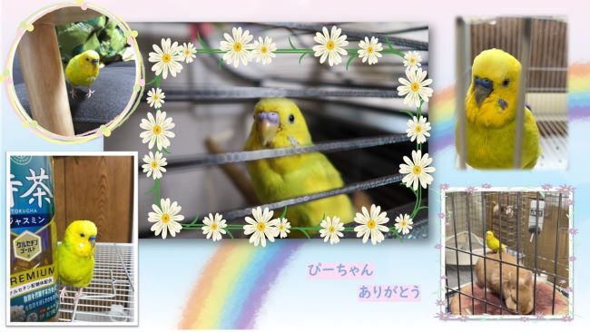 2024.5.28　ぴーちゃん.jpg
